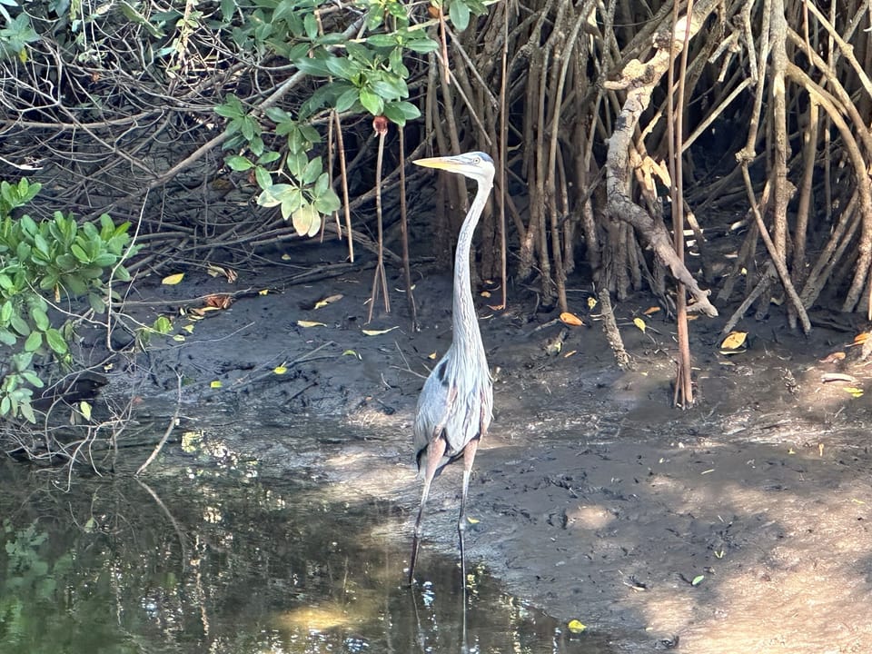 Chilling in the hammock, enjoying nature by the tide pond on property.