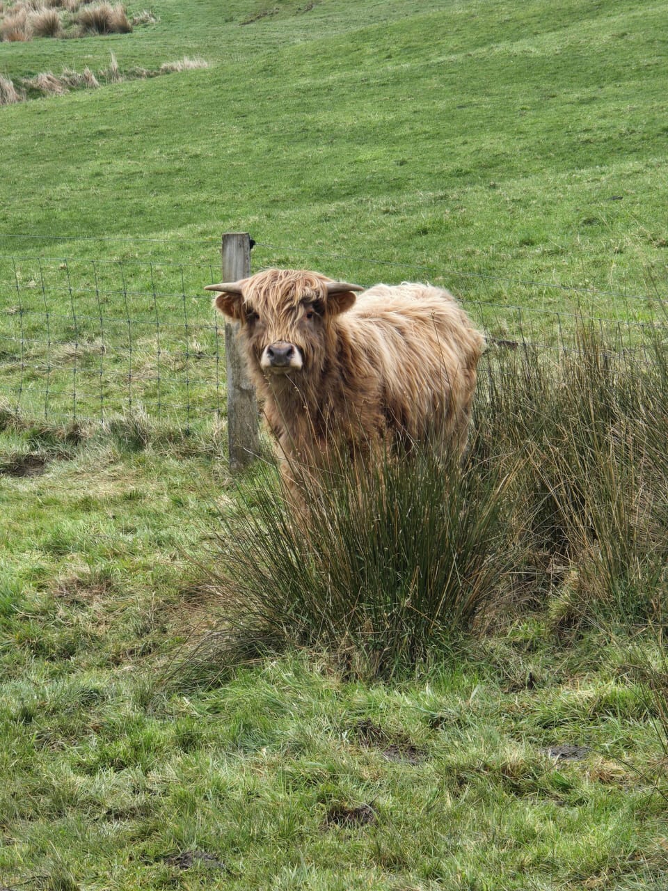 Meet Sonny-our highland cow