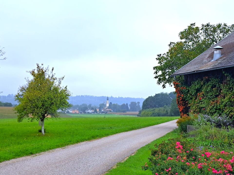 Green, Tree, Grass, Nature, Natural Landscape, Shrub, Summer, Plain, Landscape