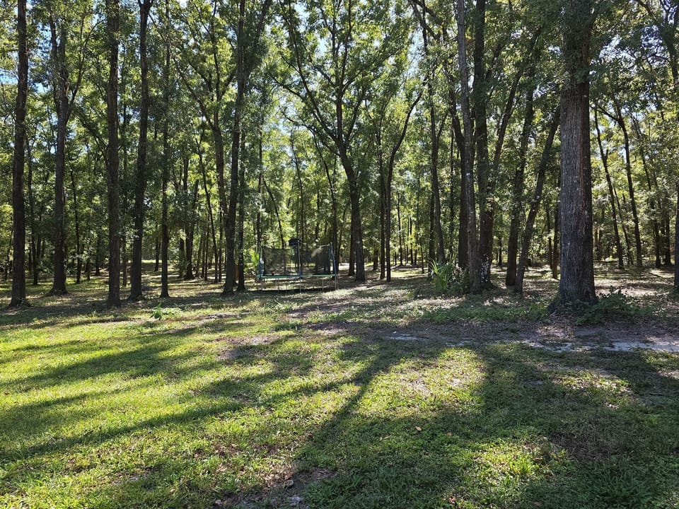 Pathway Though Pines - Walk softly and listen - even the wind speaks peace.
