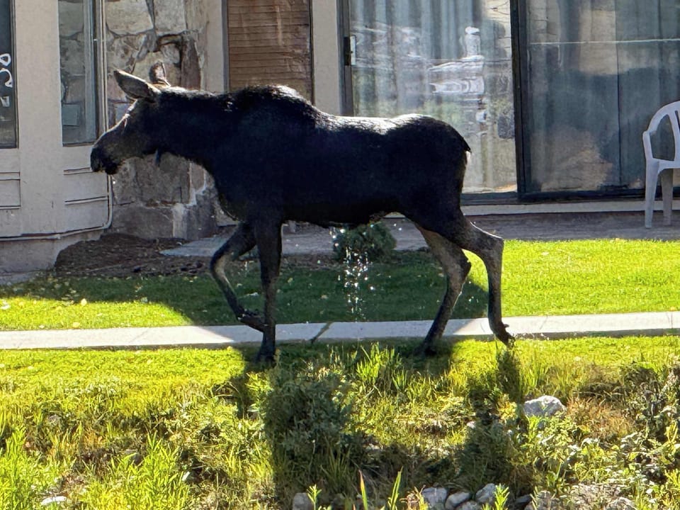 Momma Moose taking a stroll around lake!