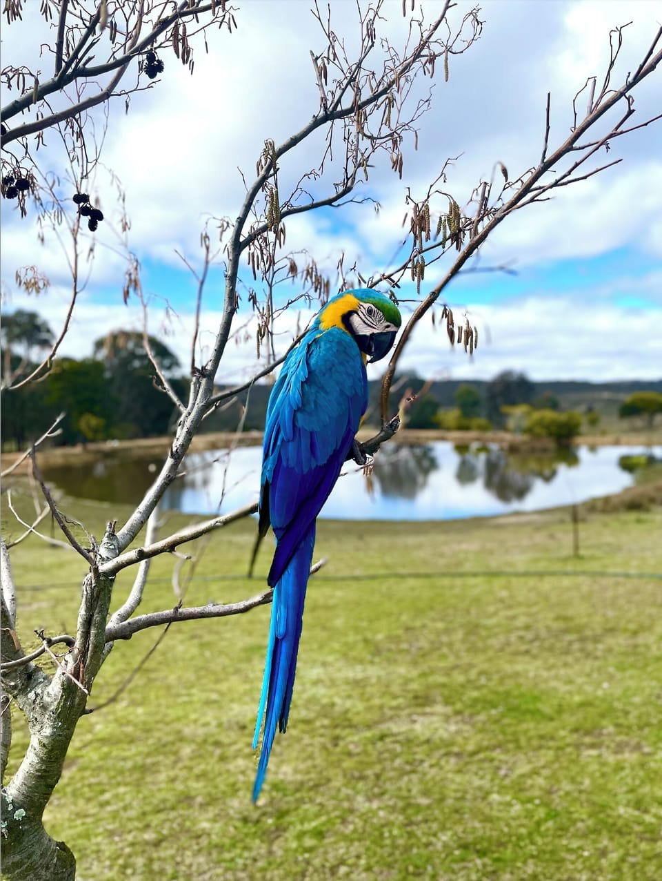Murdock, one of our favourite free-flight guests from Syd & living his best life