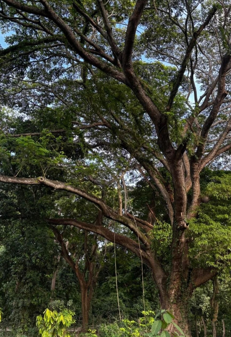 Majestic shade trees enhance the property's natural beauty.