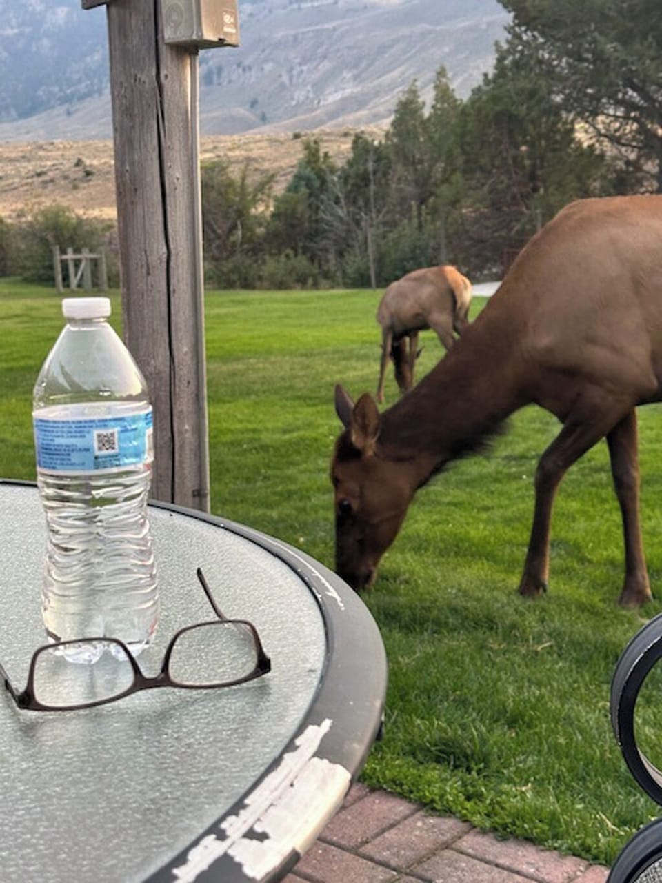 Elk in yard. Photo Courtesy John Wall previous guest.