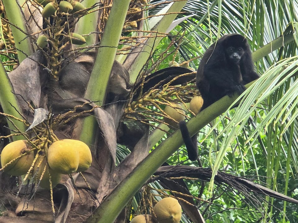 Miscellaneous