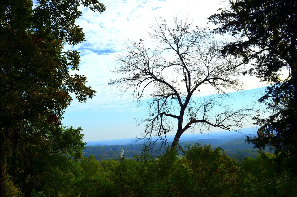 Happy Hawk Front View