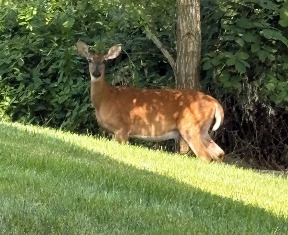 Deer in the yard