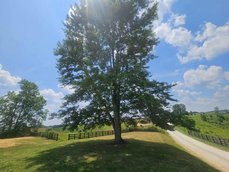 Large lot in ideal location