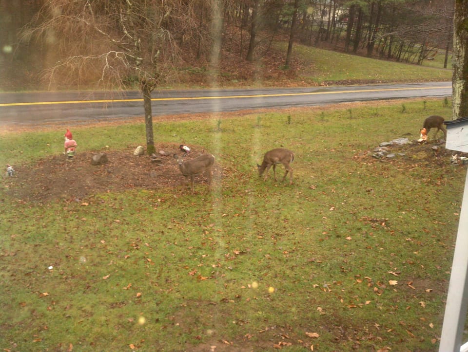 Deer frequently visit. 