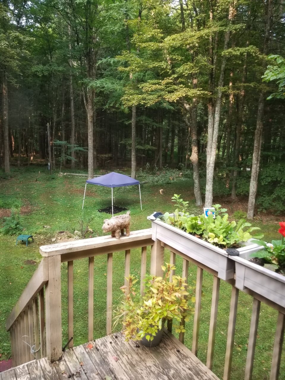 Back deck