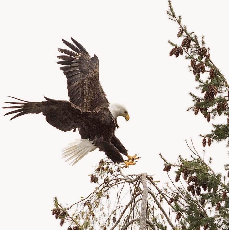 Vacation Rental hood canal resort alderbrook Eagle