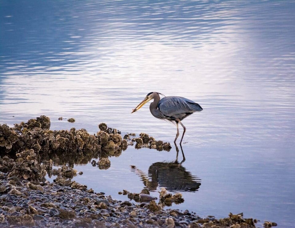Vacation-Rental-hood-canal-resort-alderbrook-Fishing Heron