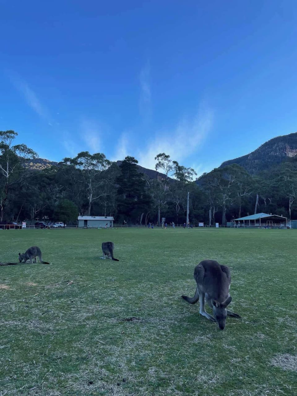 Walk to the nearby oval—open space, wildlife and room to roam