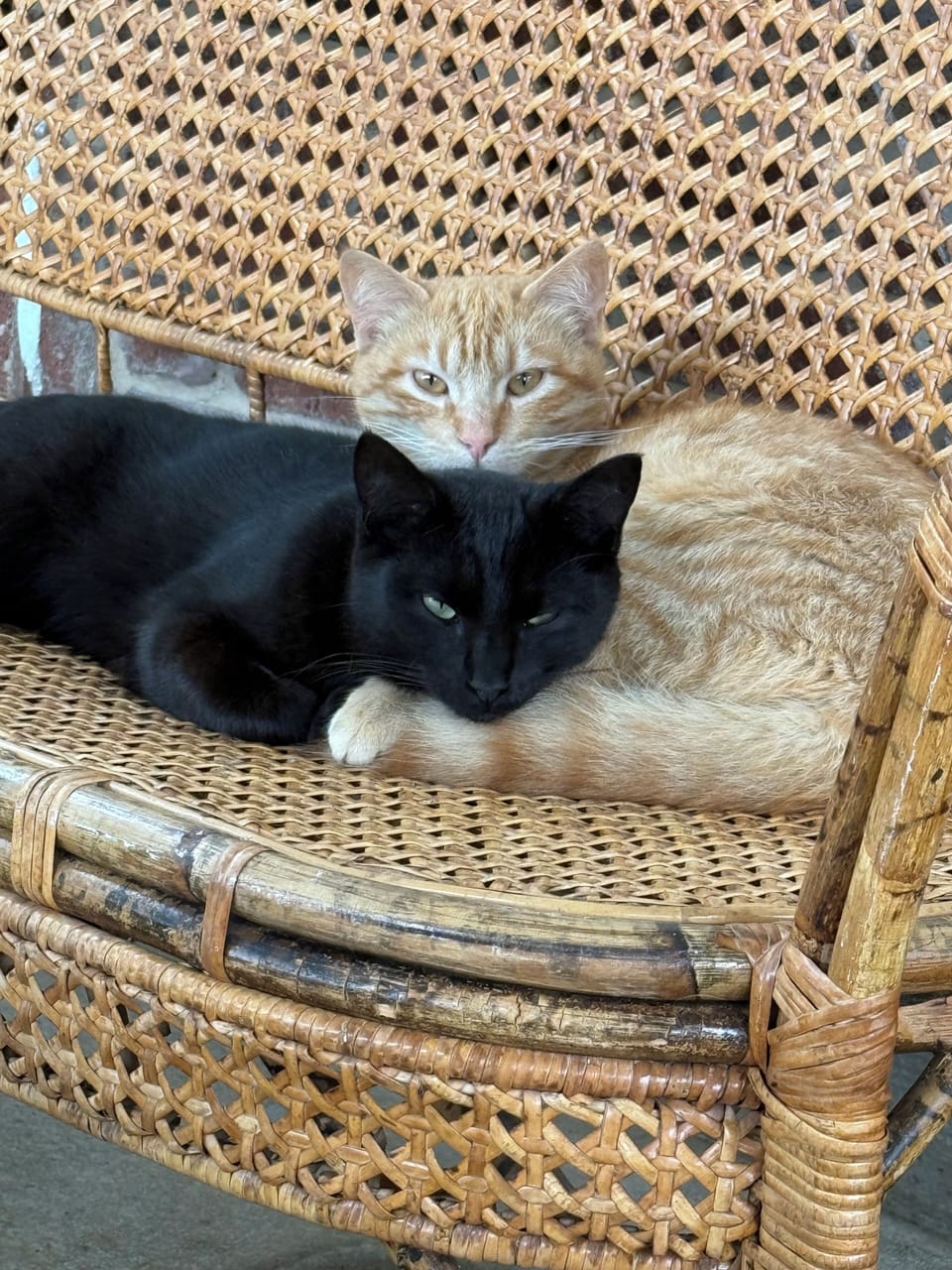 Local pest control