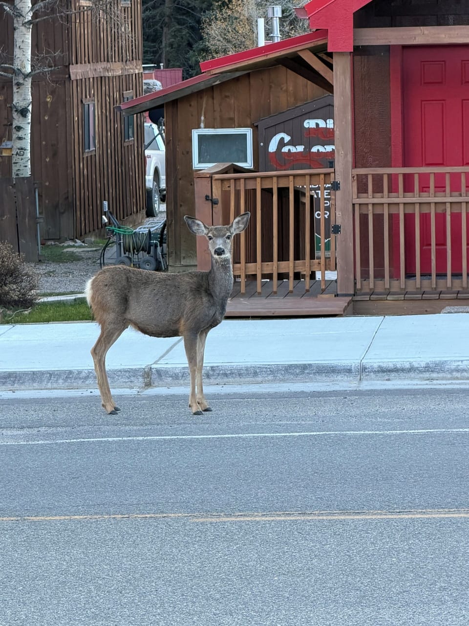 Local Wildlife 