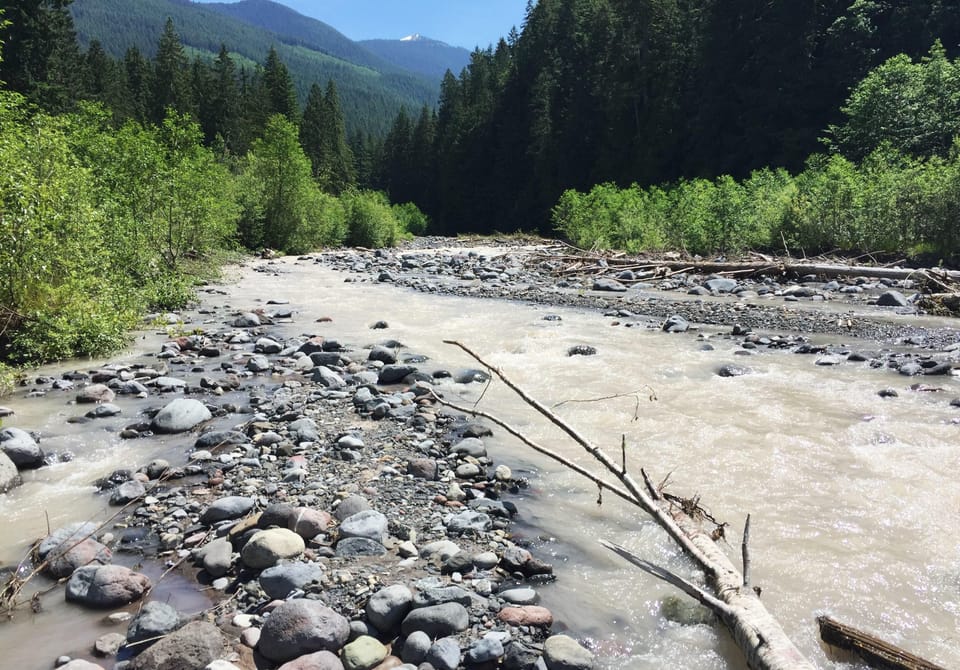 Tranquil riverside retreat surrounded by lush forest views