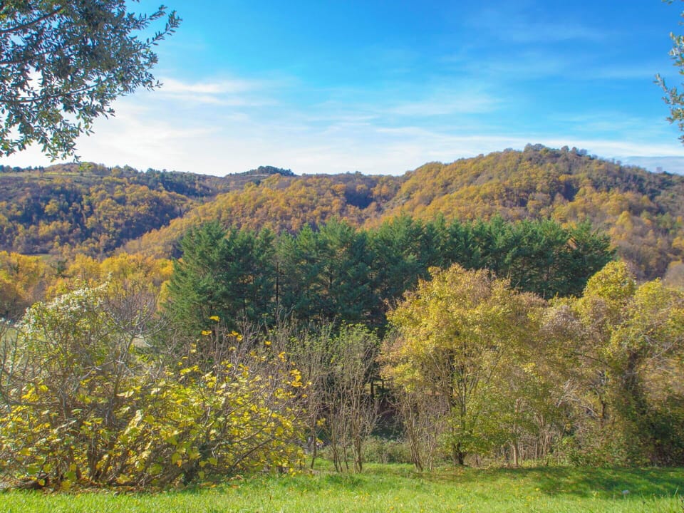 Leaf, Green, Tree, Nature, Natural Environment, Yellow, Vegetation, Branch, Natural Landscape, Grassland