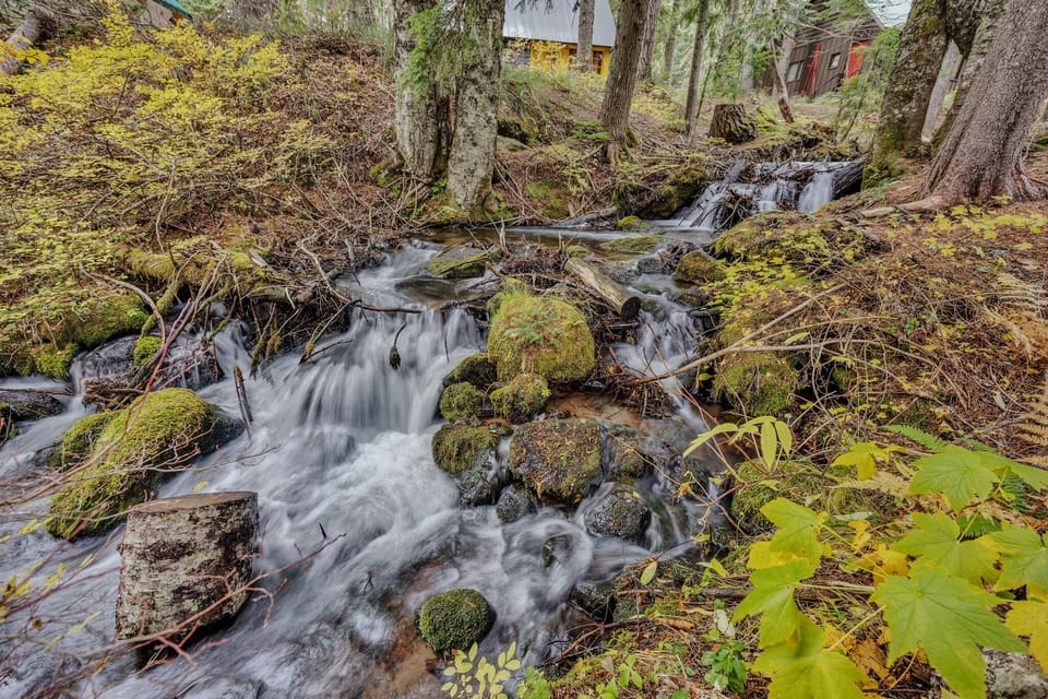 Serene forest creek with flowing water over rocks, offering a calming natural escape.