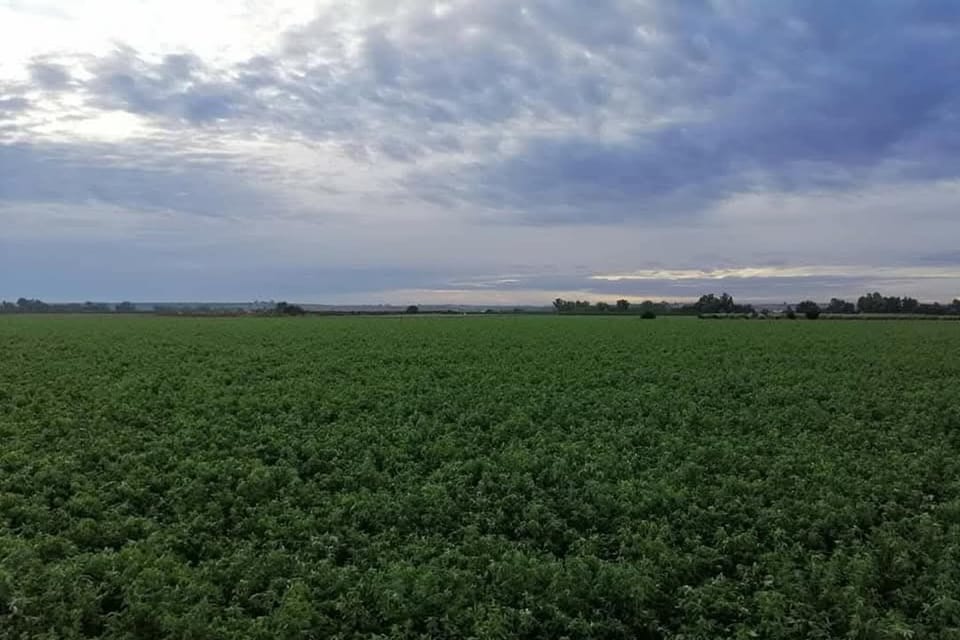 Region [summer] (>5 km)