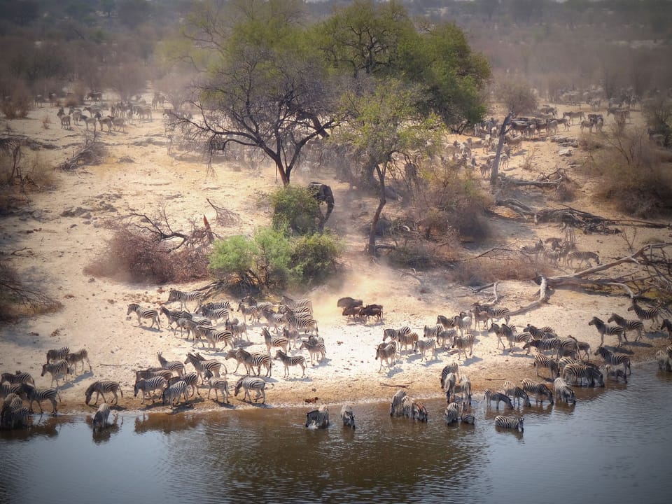 Safari