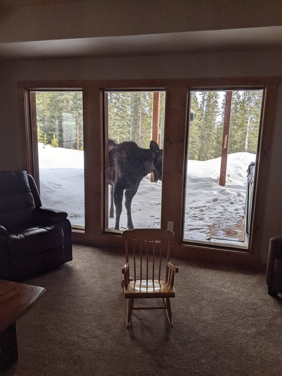 Moose Sighting