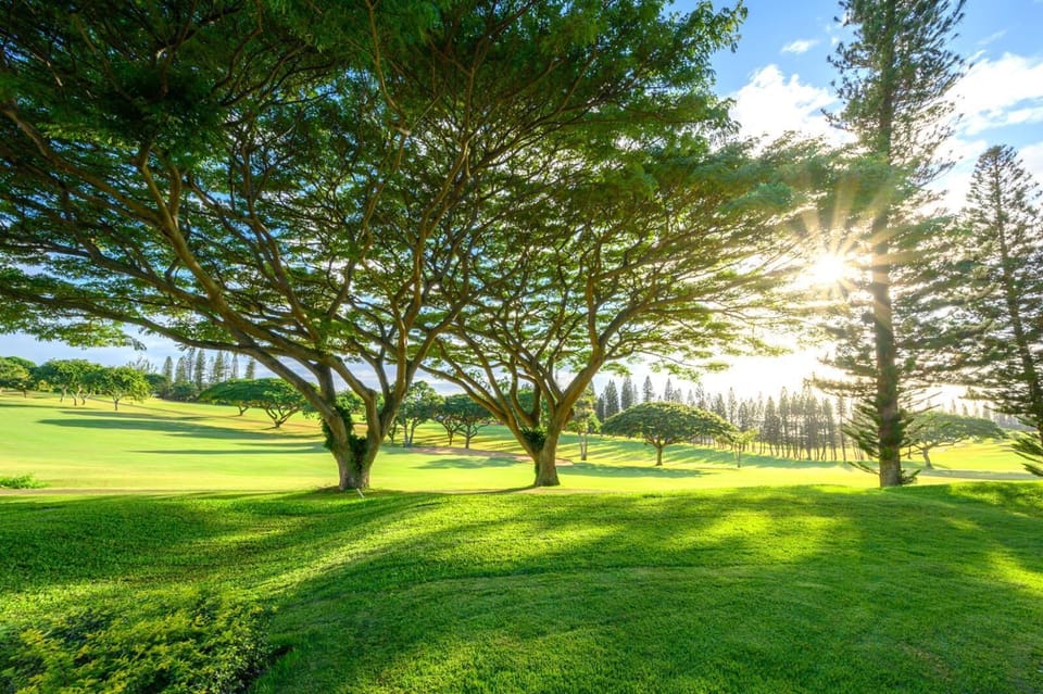 Watch the sun dance through the trees and the fairways glow—this golf view is a peaceful masterpiece in motion     KGV-14P6