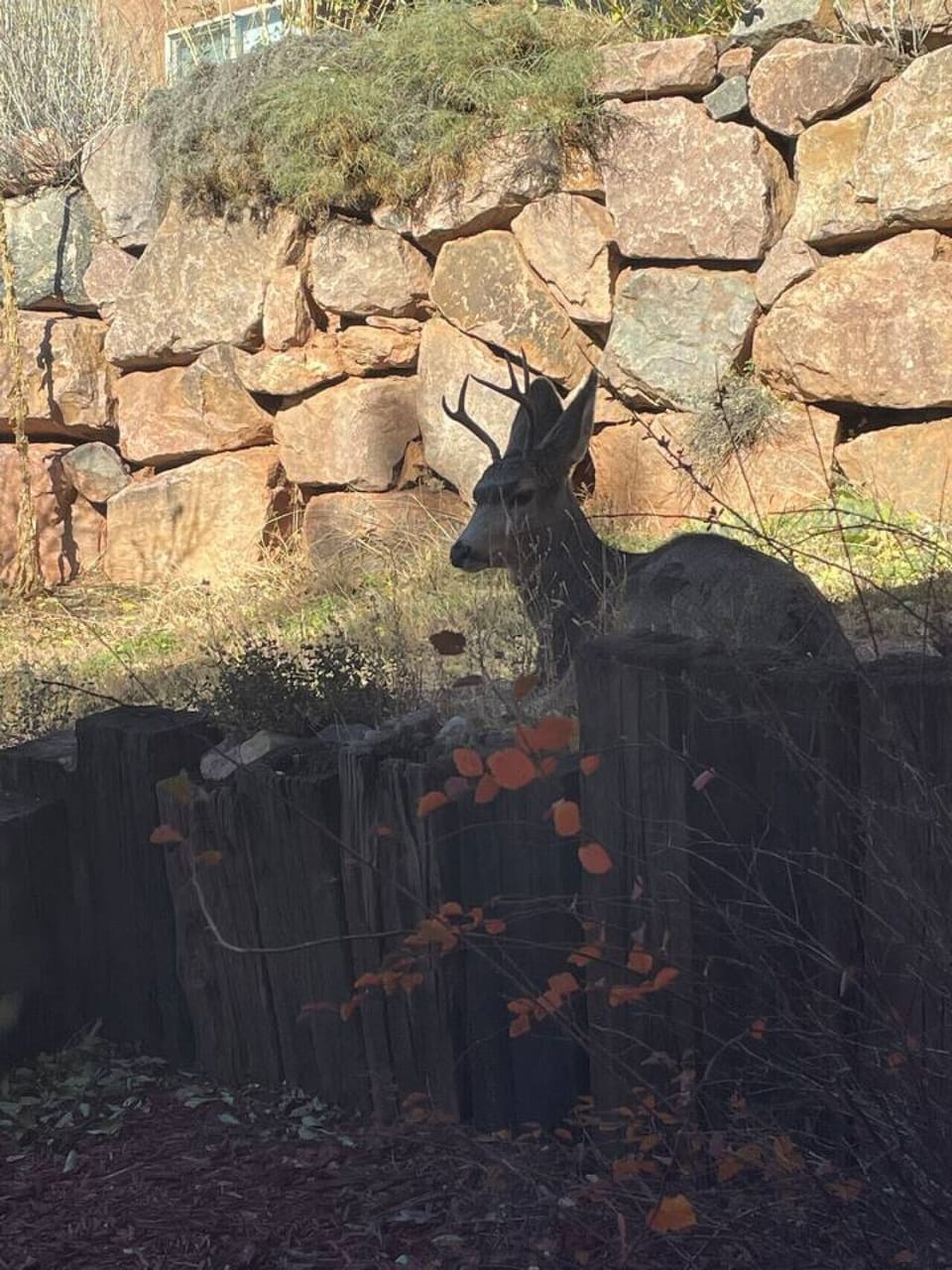 A special guest! One of our local deer stopping by to say hello.