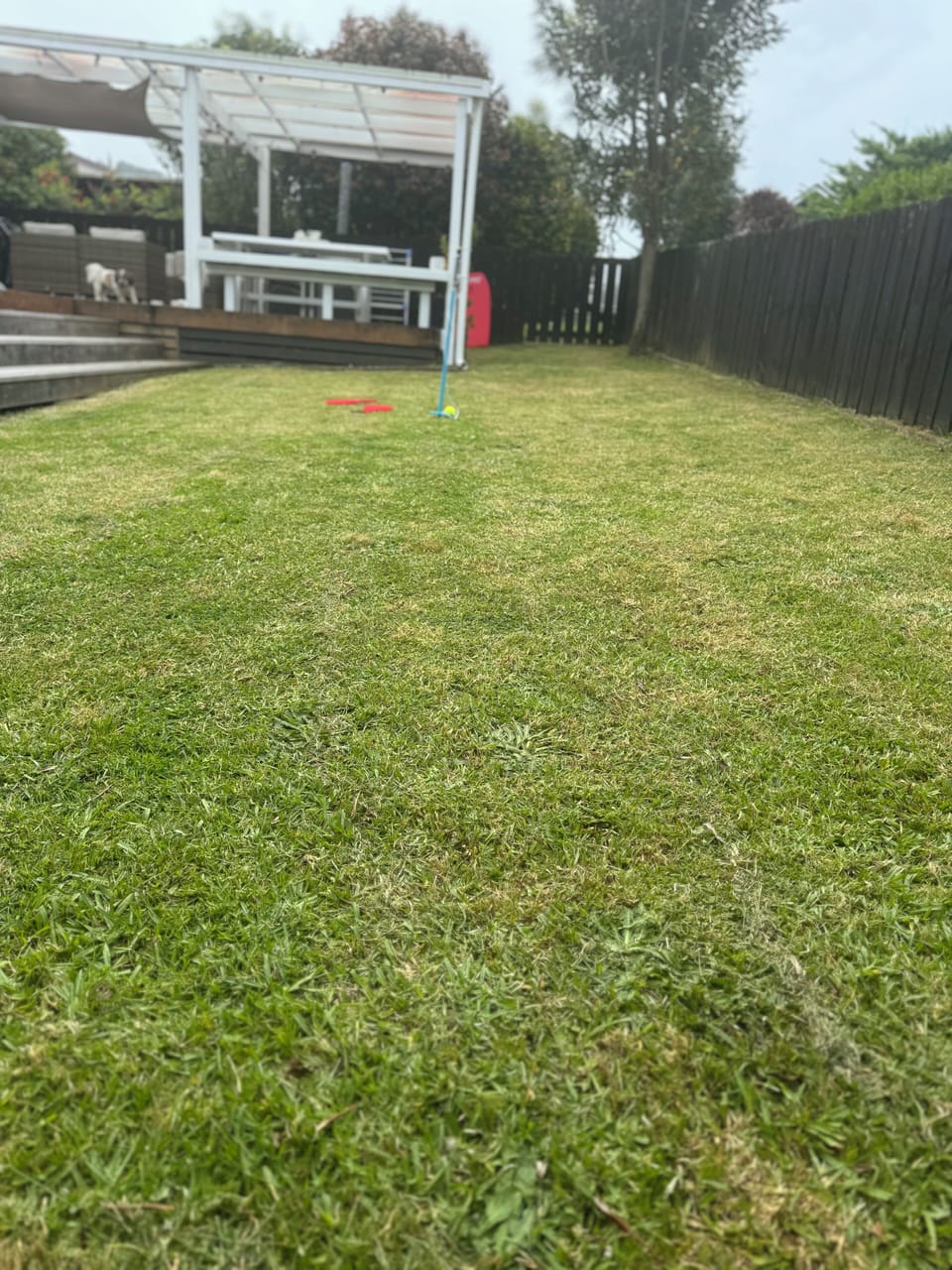Front lawn and fenced area