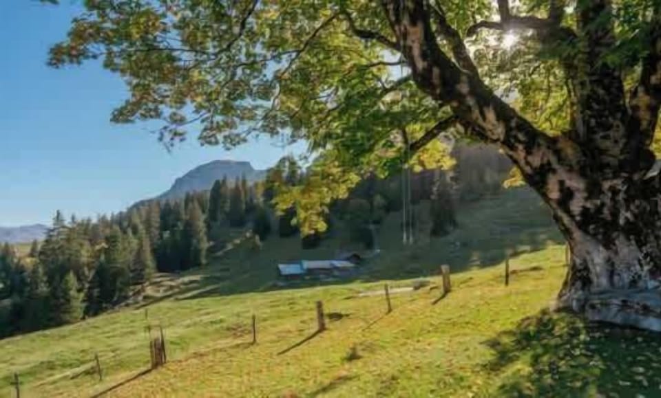 Peaceful alpine meadow with mountain views near Axalp