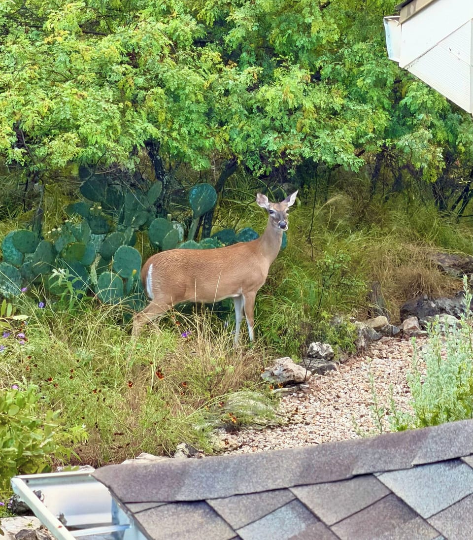 Deer are regular visitors to the property.

