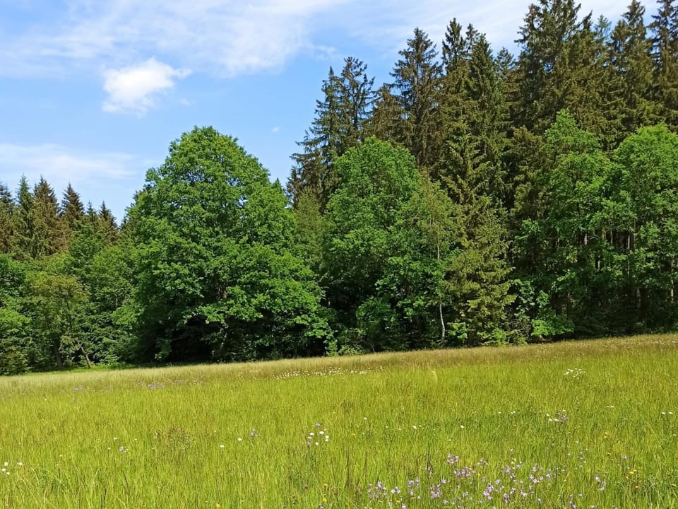 Immediate Surroundings [summer] (<1 km)