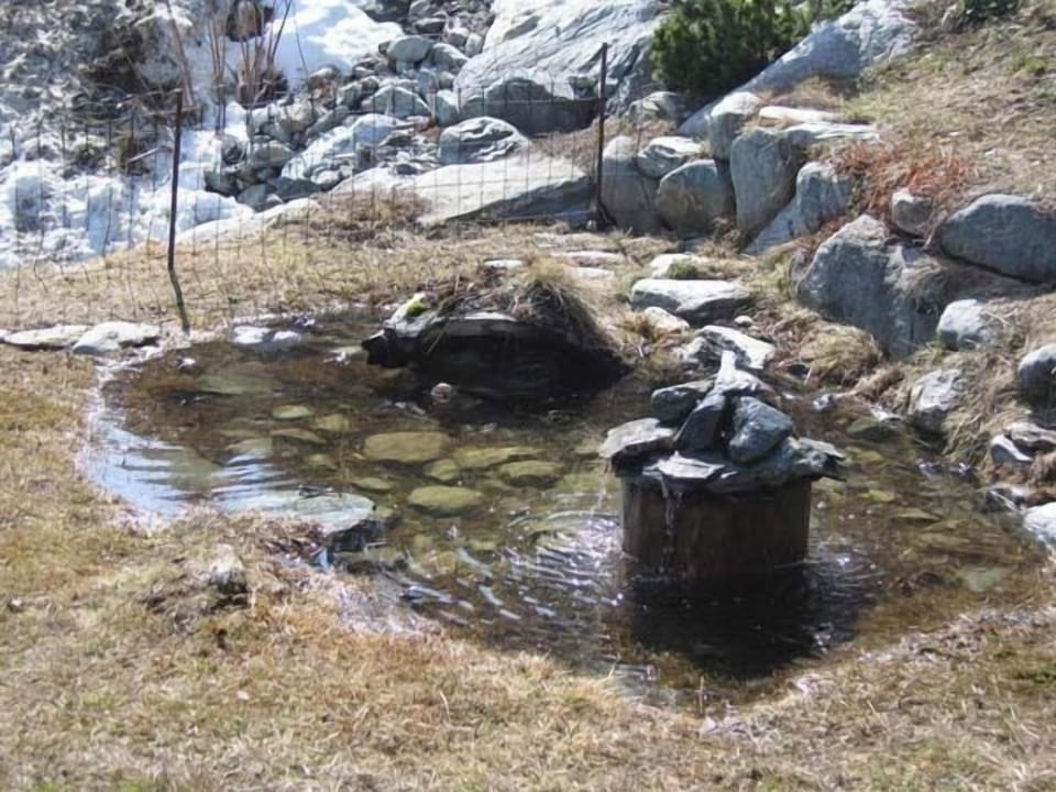 Pond