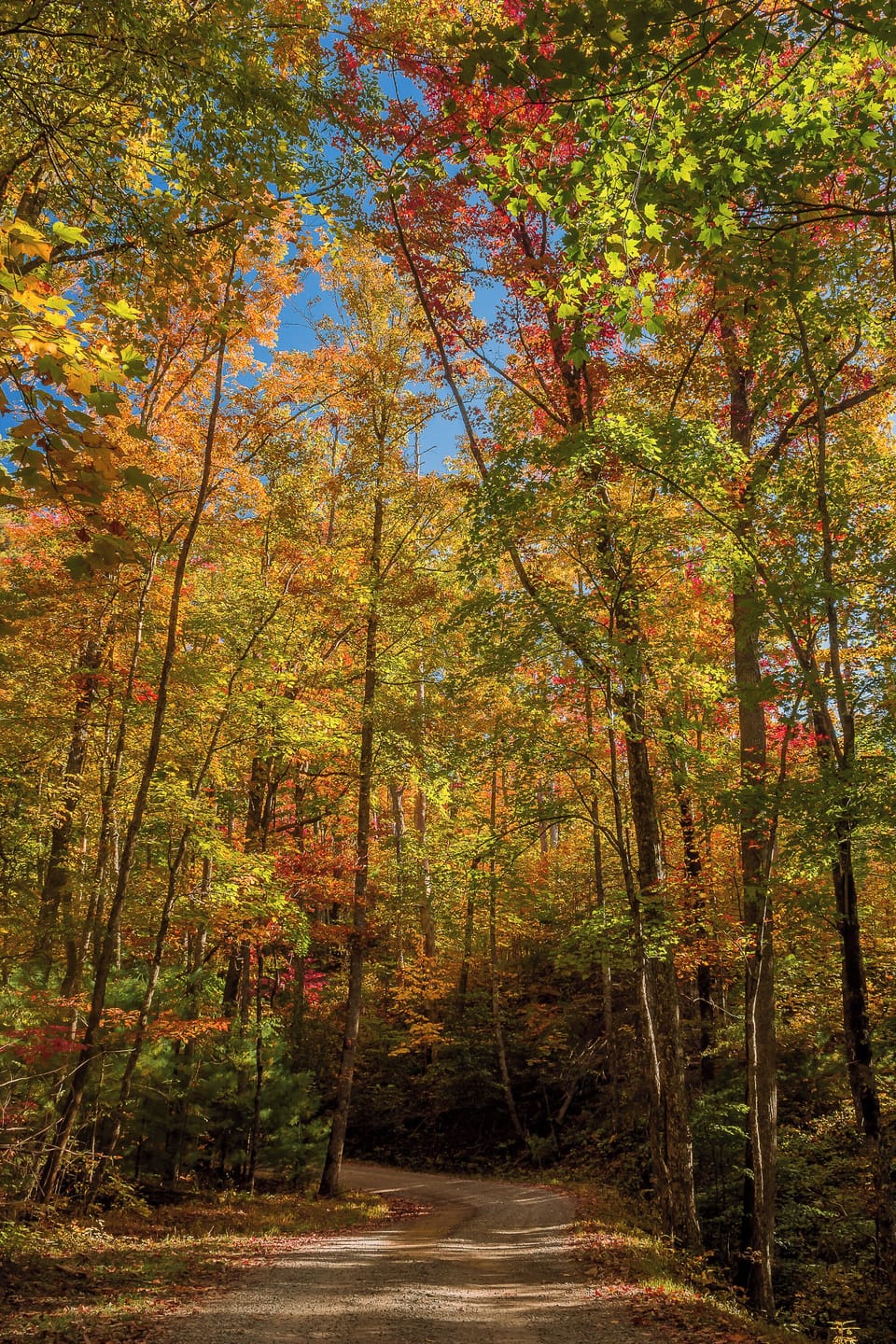 Rich Mountain Rd fall colors