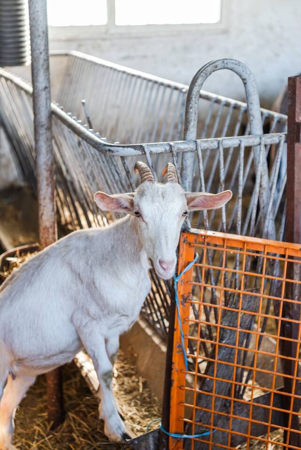 Farm animals