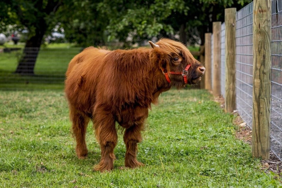 Oakley -our Highland Cow