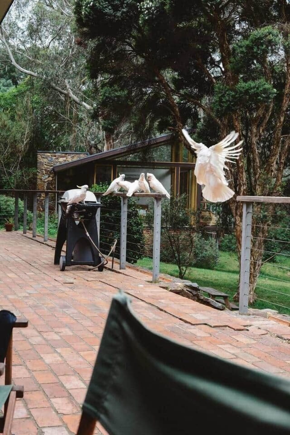 Local neighbours enjoying the patio (and BBQ).