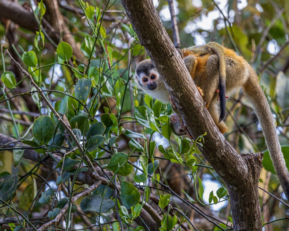 Curious monkeys often spotted in the surrounding jungle