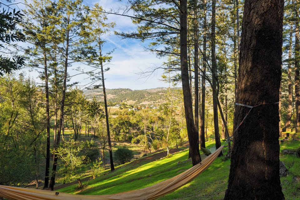 Peaceful forest setting with hammocks and a swing for laid-back outdoor fun.