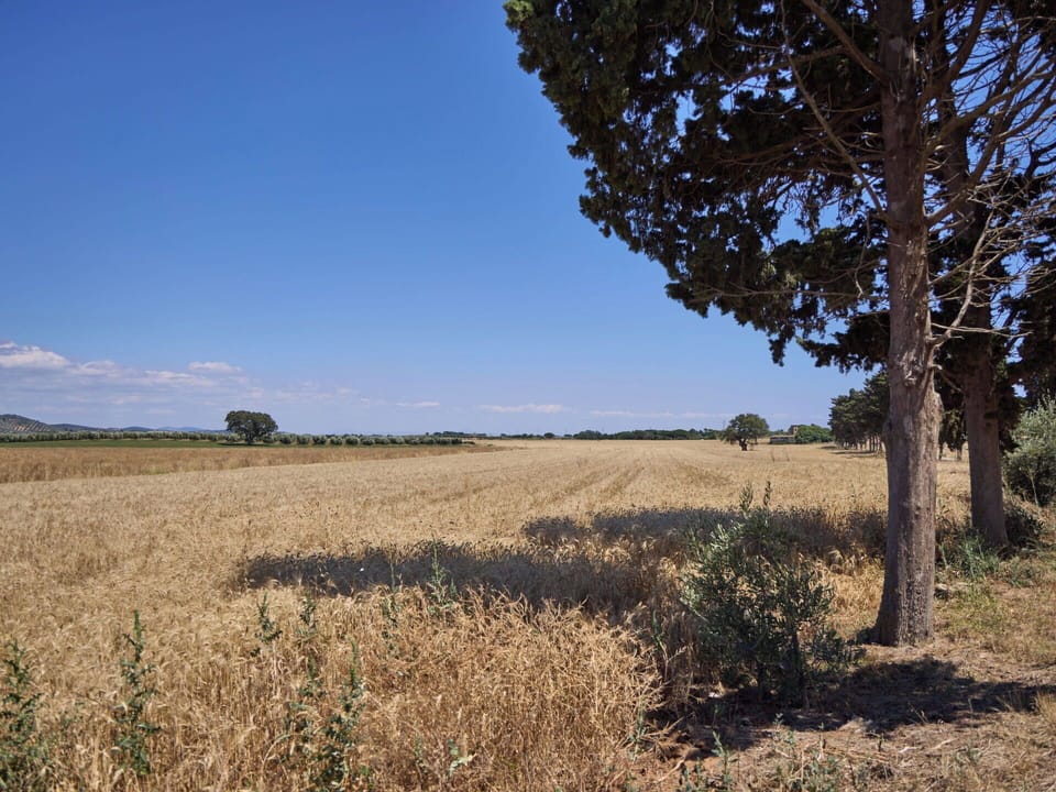 Field, Natural Landscape, Plain, Ecoregion, Grassland, Agriculture, Land Lot, Rural Area, Steppe