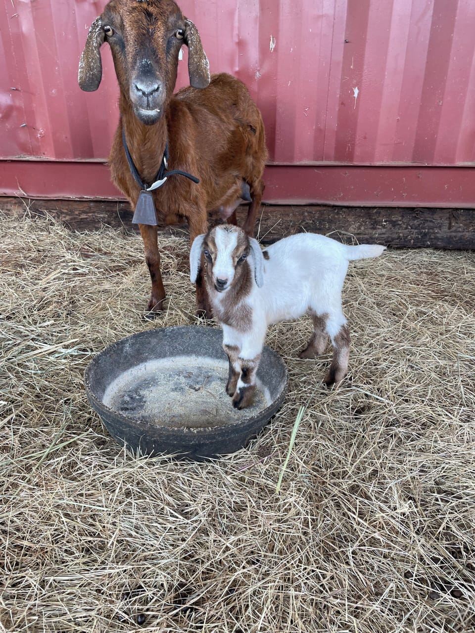 baby goats!