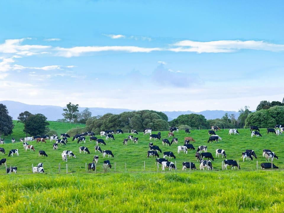 Dairy cows in the Sunshine Coast Hinterland
