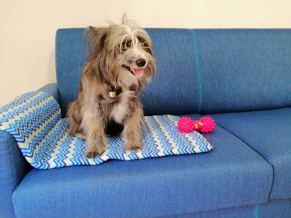 Pet-friendly