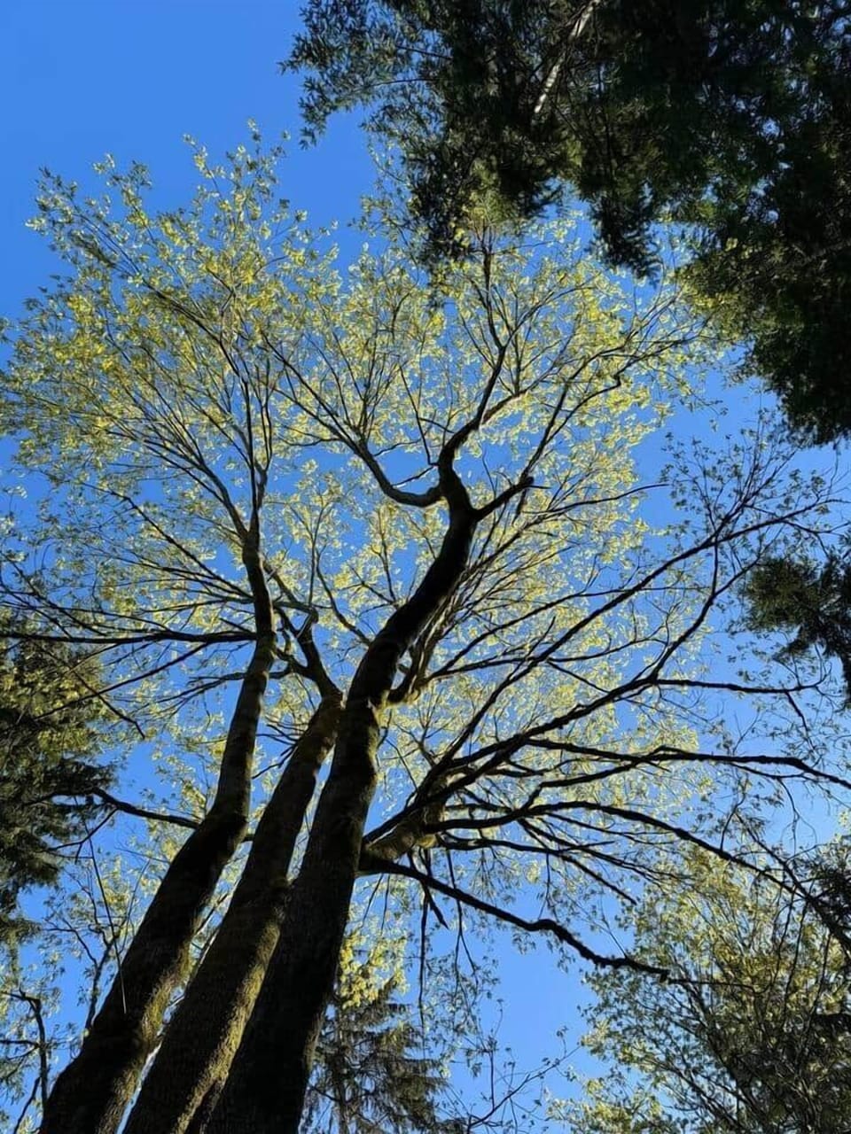 The Willowcreek Conservation Trail 
