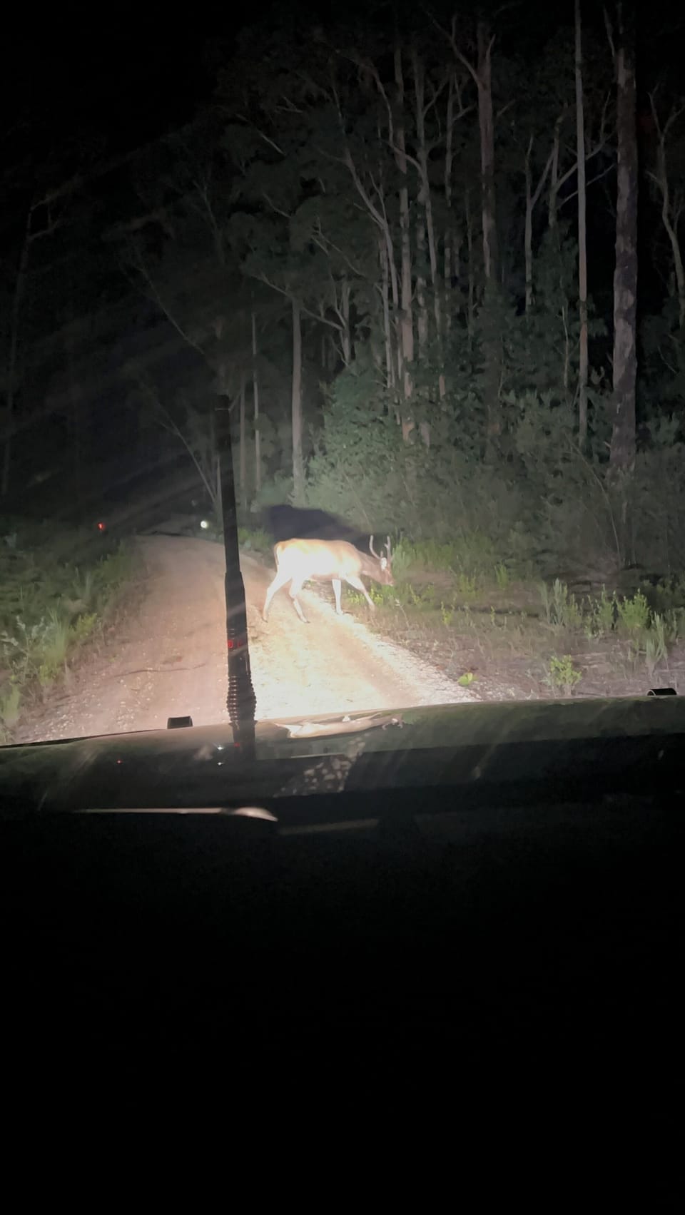 Bemm River has a range of wildlife