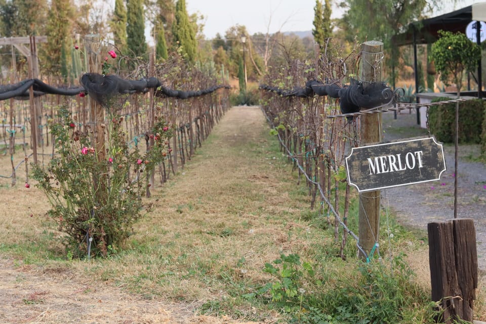 Vineyard view