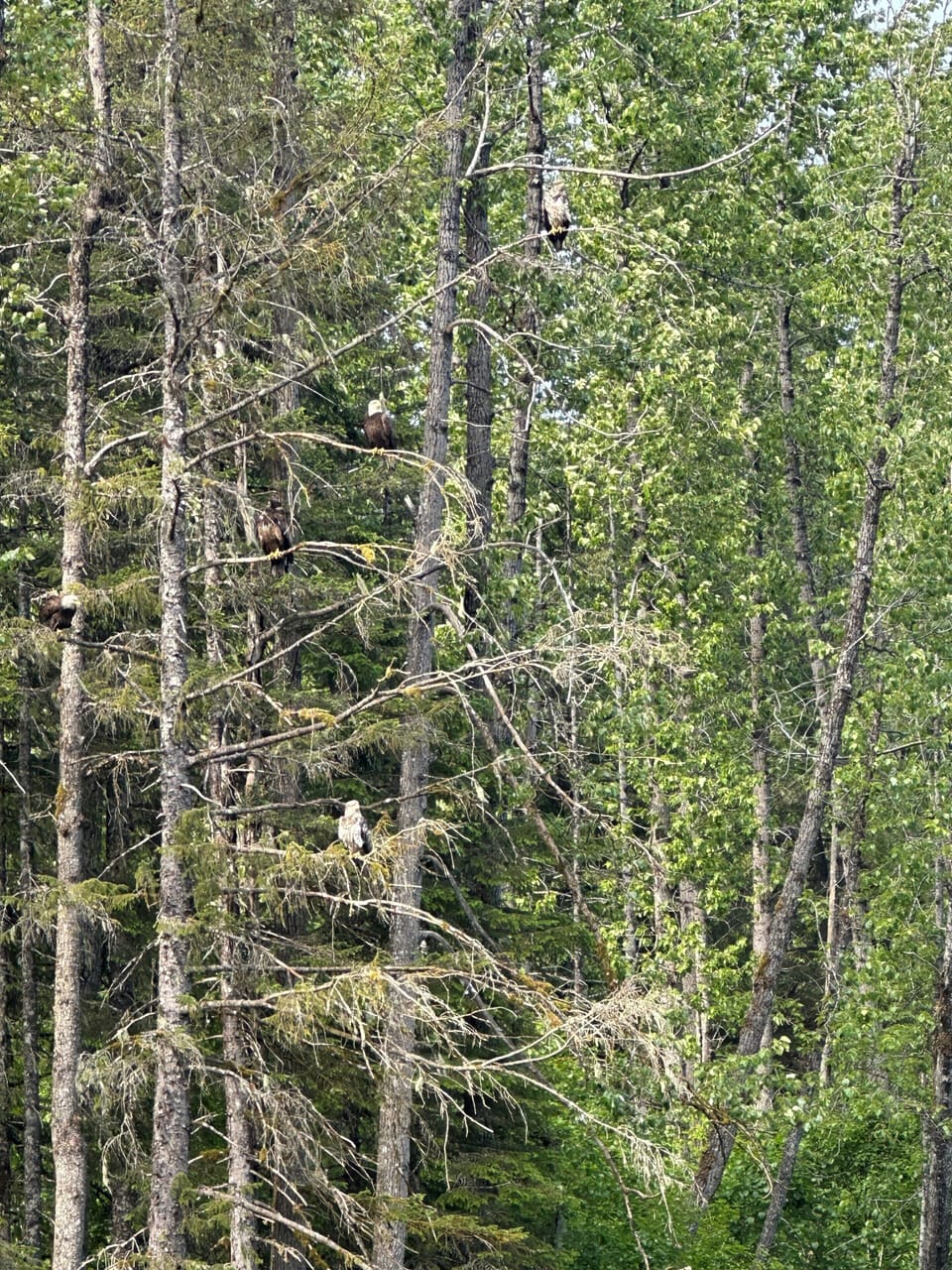 2 Adult Bald Eagles and 2 Juvenile (Brown) Bald Eagles taken from picnic area.