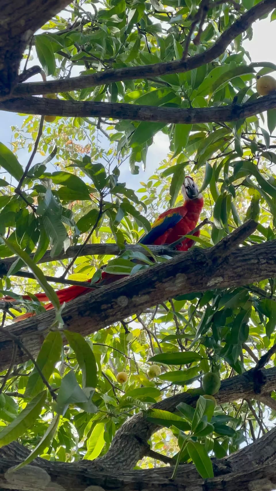 Red Macaws