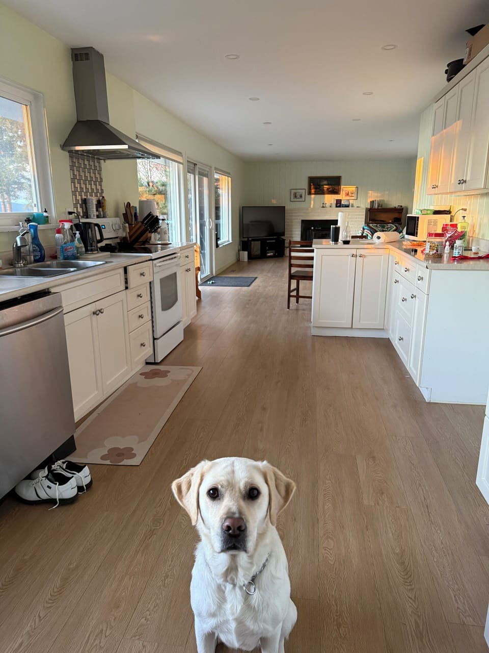 Golden light and a lab. Beautiful:)