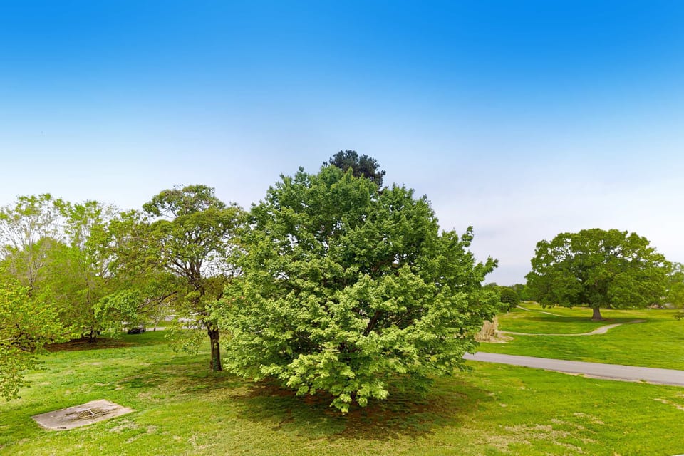 Beautiful green landscape with mature trees and open views. Quiet, peaceful setting for nature lovers, and relaxing studio stays. Great for morning walks and sunset vibes.