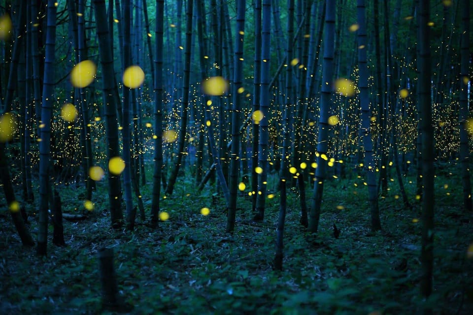 Wander through magical firefly-lit trails in serene Tazewell woods!